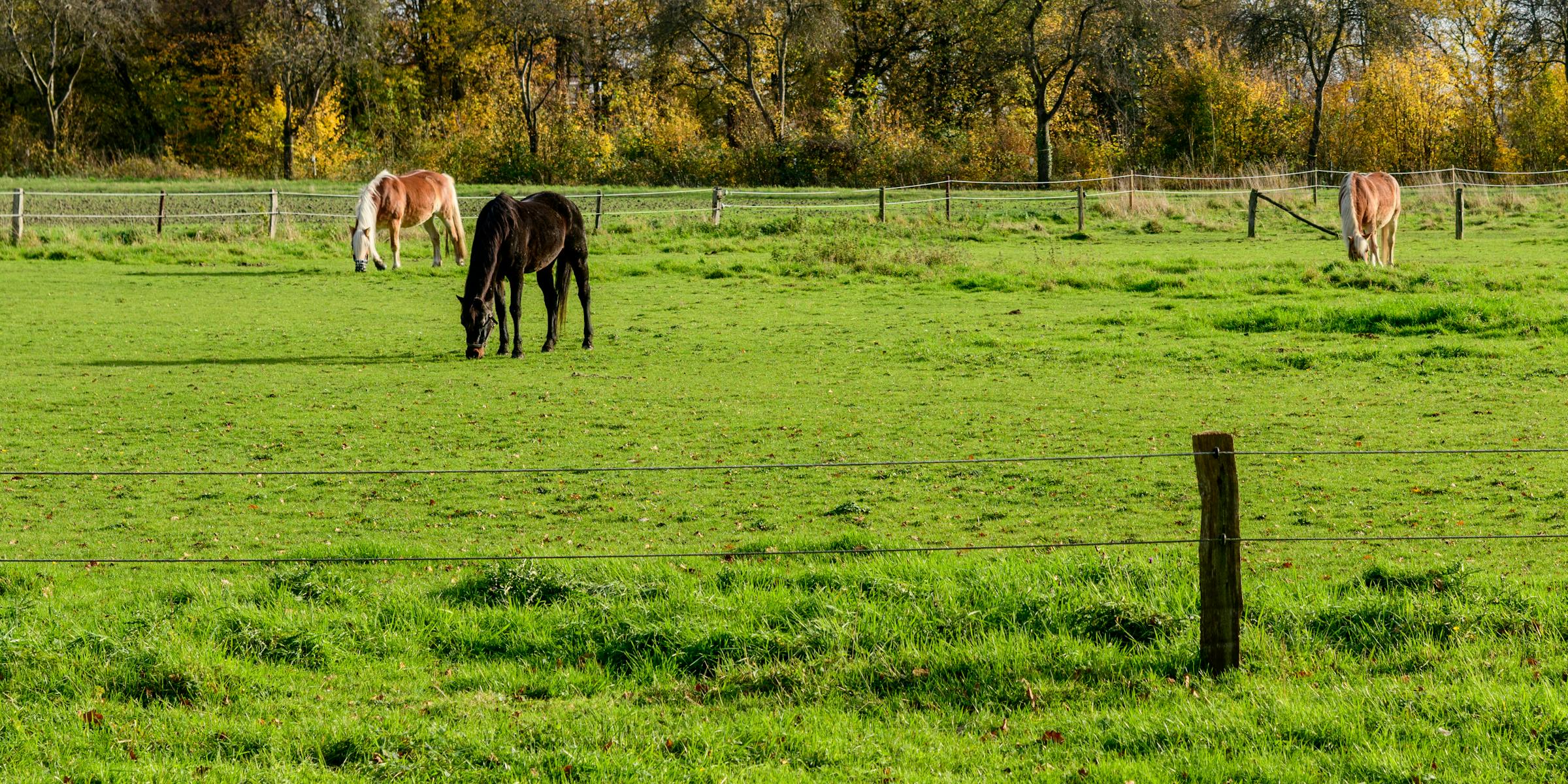 Haras Agromen